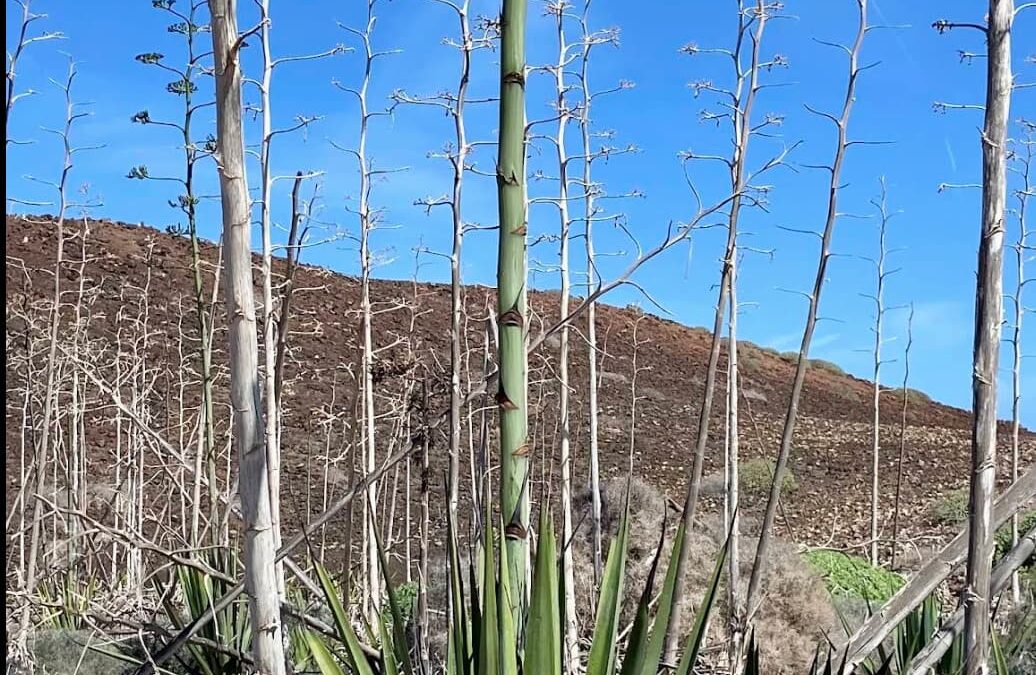 Plantas de Aloe Vera