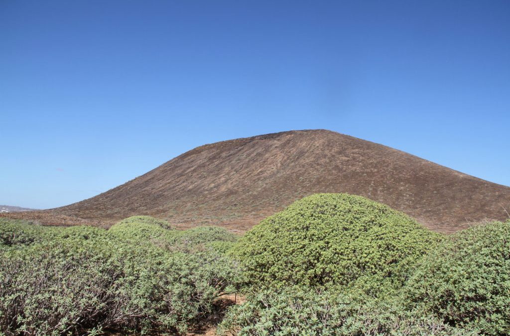 Tabaibas sobre terreno volcánico en Isla de Lobos