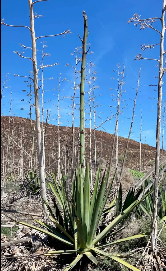 Plantas Aloe Vera