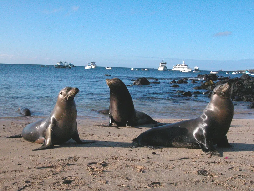 Lobos Marinos Isla de Lobos