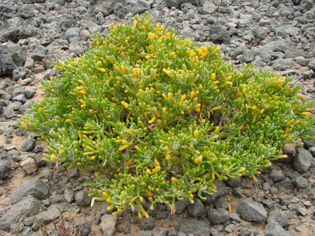 Uvilla de mar (Tetraena fontanesii), planta de la flora de la Isla de Lobos